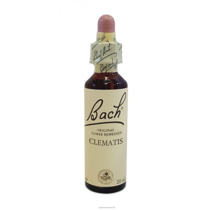 Clematis Bach Center Essence 20ml