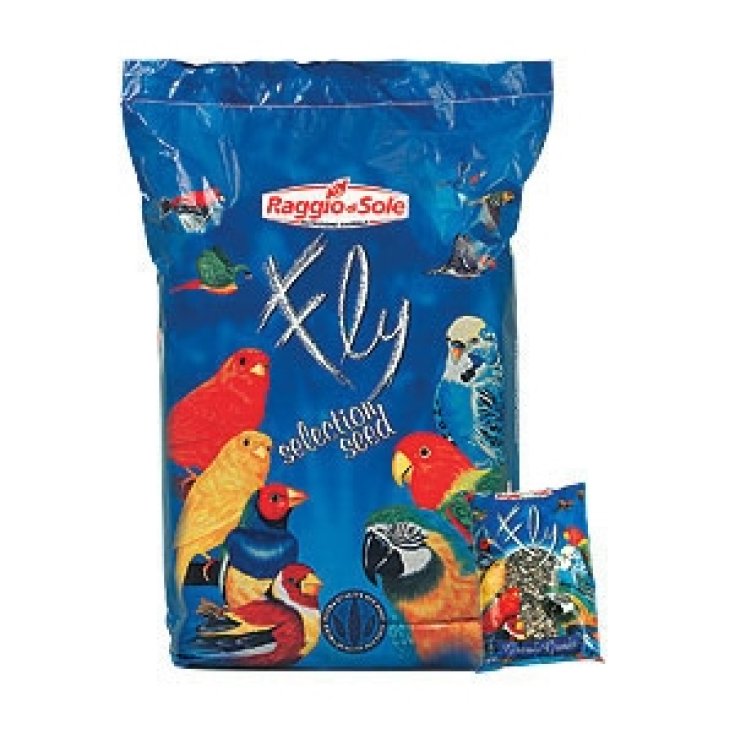 Grand Tournesol Rayé - 500GR