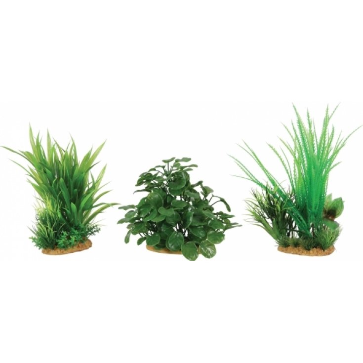 DISPLAY 6 PIANTE AQUA SET B M