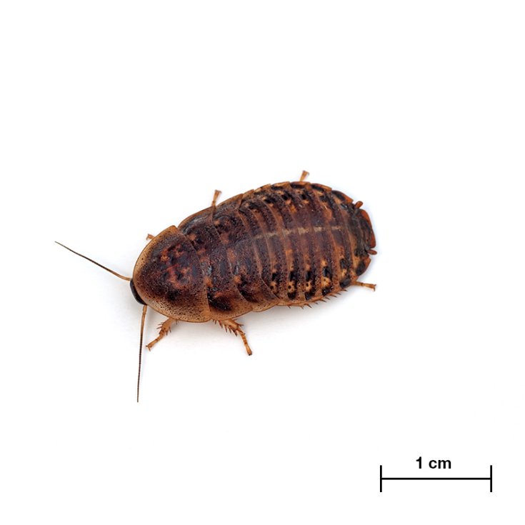 BLATTA DUBIA