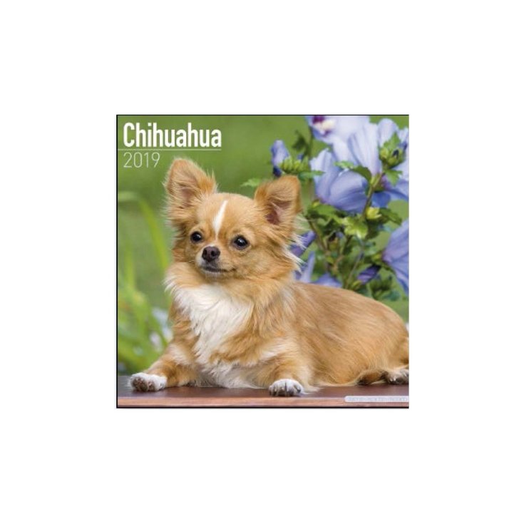 RECORD CHIHUAHUA,CALENDARIO 30,5X30,5 CM