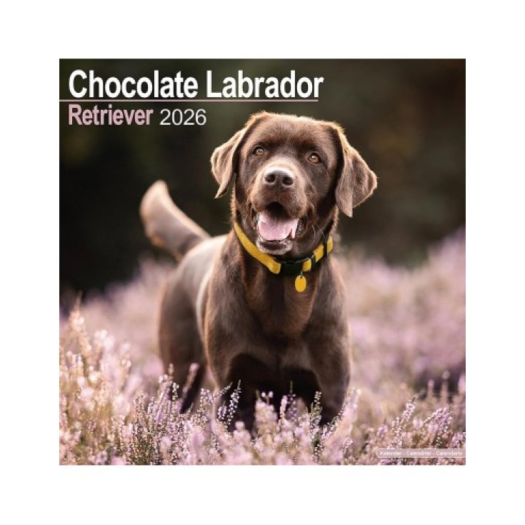 RECORD LABRADOR CHOCOLATE,CALENDARIO 30,