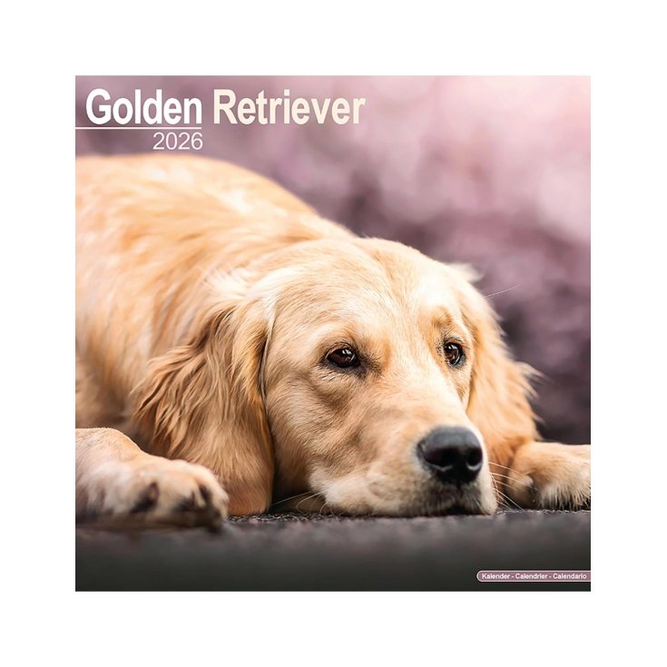 RECORD GOLDEN RETRIEVER,CALENDARIO 30,5X