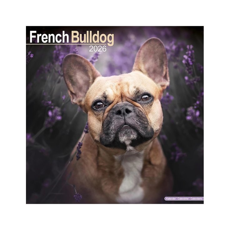 RECORD BULLDOG FRANCESE,CALENDARIO 30,5X