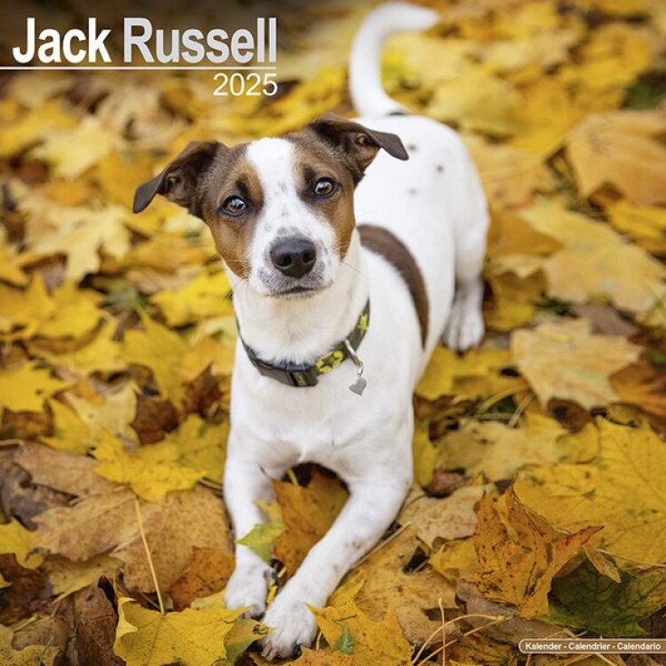 RECORD JACK RUSSELL,CALENDARIO 30,5X30,5