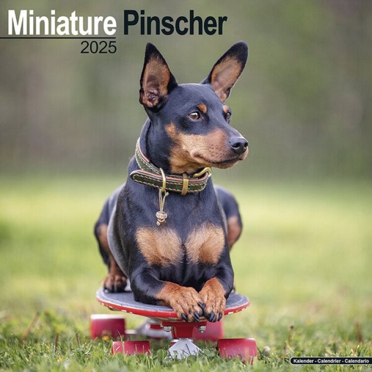 RECORD PINSCHER CALENDARIO 30,5X30X5 CM