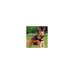 CHIENS SCOUTEURS