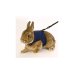 HARNAIS JOGGING XL AVEC LAISSE