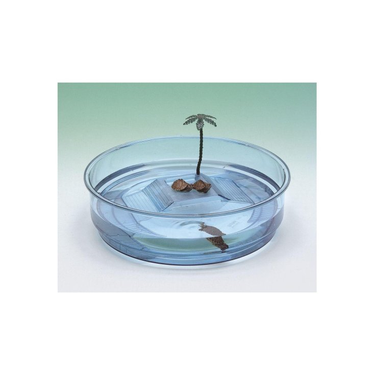 OASIS DE LA TORTUE BLEUE