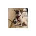CEINTURE DE VOYAGE POUR CHIEN NOIRE