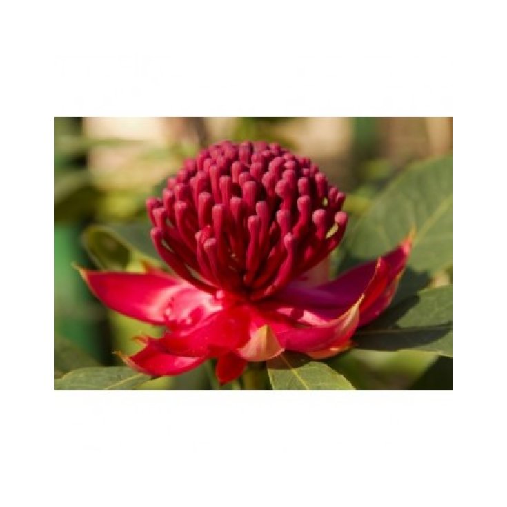 Essence de Waratah 15ml