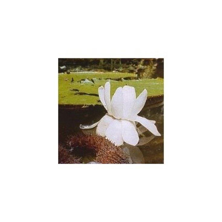 Victoria Regia Korte PHI Essences - Essences d'Orchidée d'Amazonie 15ml
