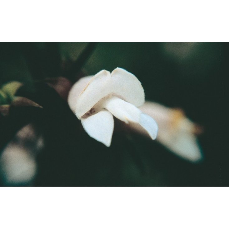 White Eremophila Essences Florales Australiennes 15ml
