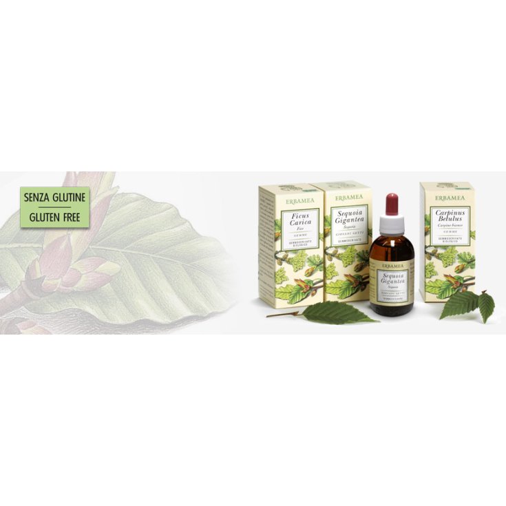 Erbamea Ficus Carica Gemme Extrait de Bourgeon 50ml