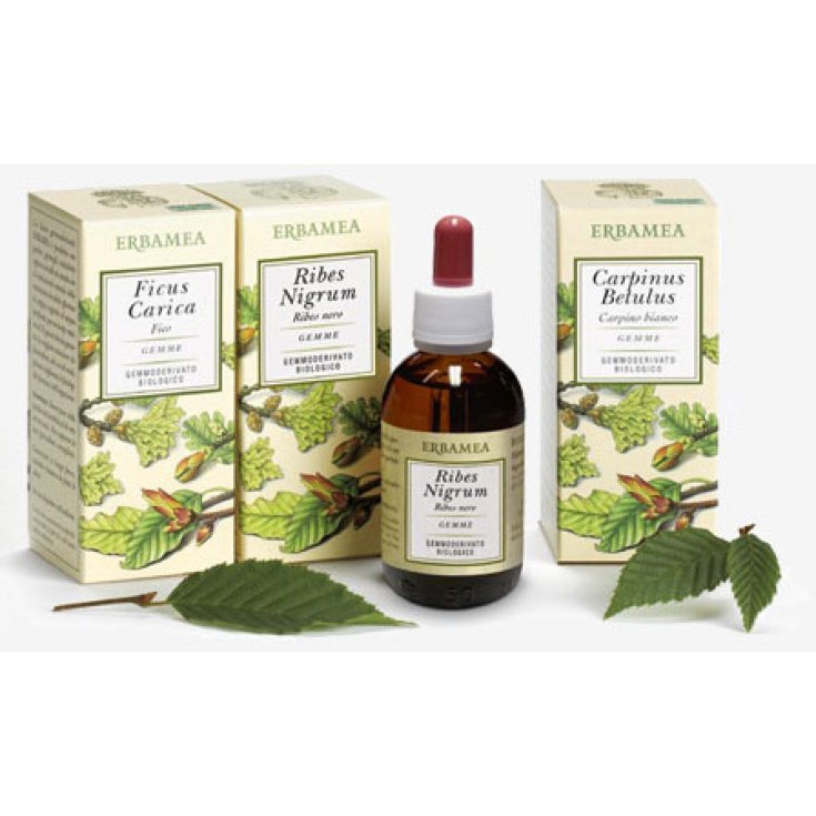 Tilia Tormentosa Bourgeons Extraits de Bourgeons Sans Gluten 50 ml