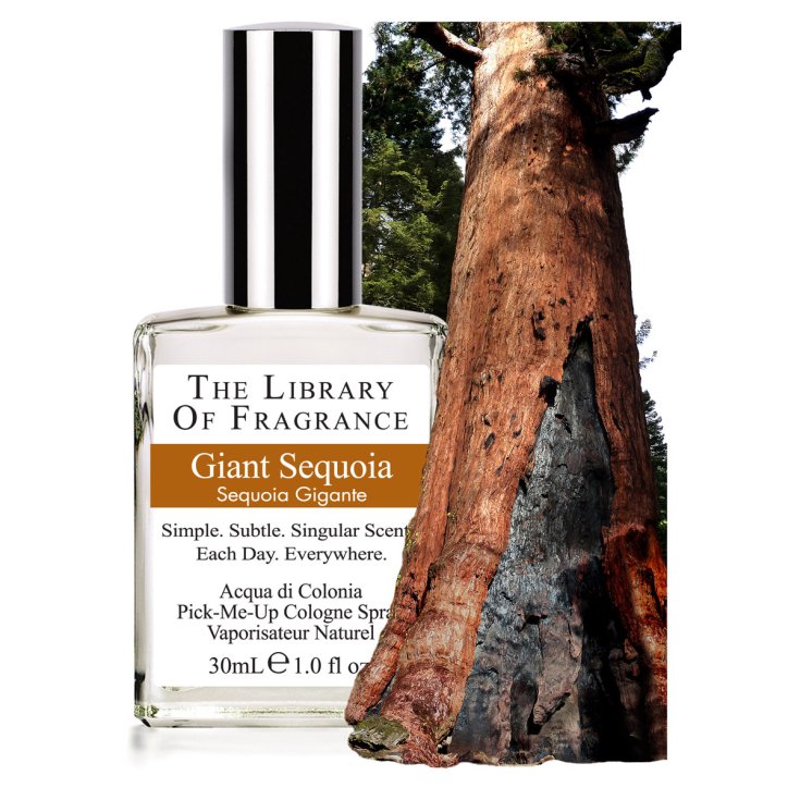 The Library Of Fragrance Parfum Séquoia Géant 30 ml