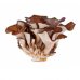 Maitake Atena Bio 100 Gélules