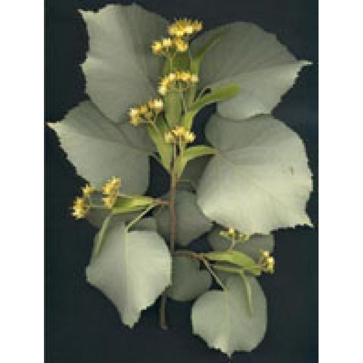 Herboplanète Tilia Tomentosa MSA 50ml