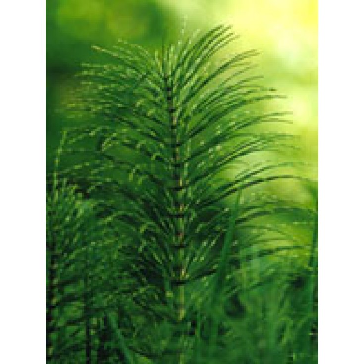 Tsa Equisetum Arvense 50ml