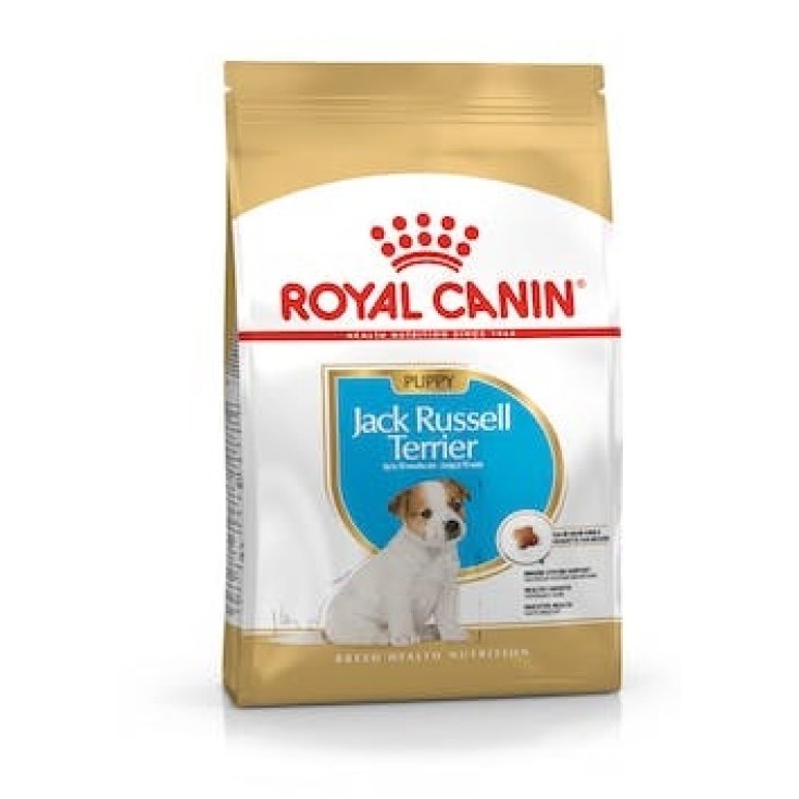 BHN JACK RUSSEL CHIOT 1,5KG