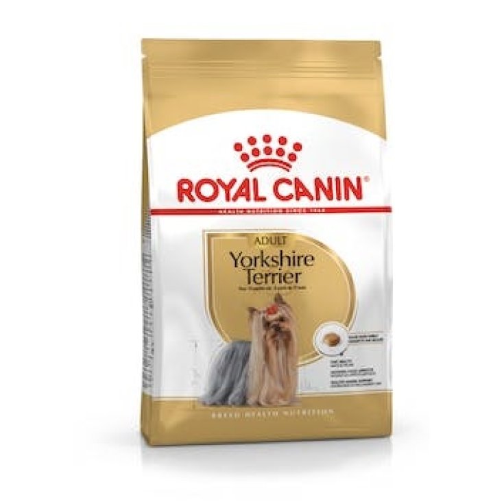 BHN YORKSHIRE TERRIER AD 7,5KG