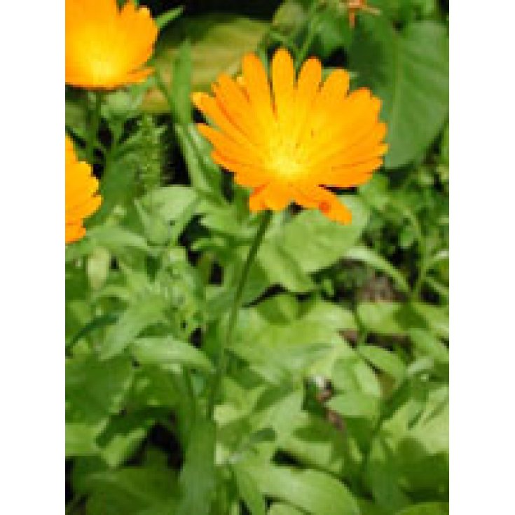 Tsa Calendula Officinalis 50ml