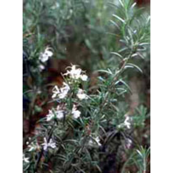 Herboplanète Rosmarinus Officinalis TSA 50ml