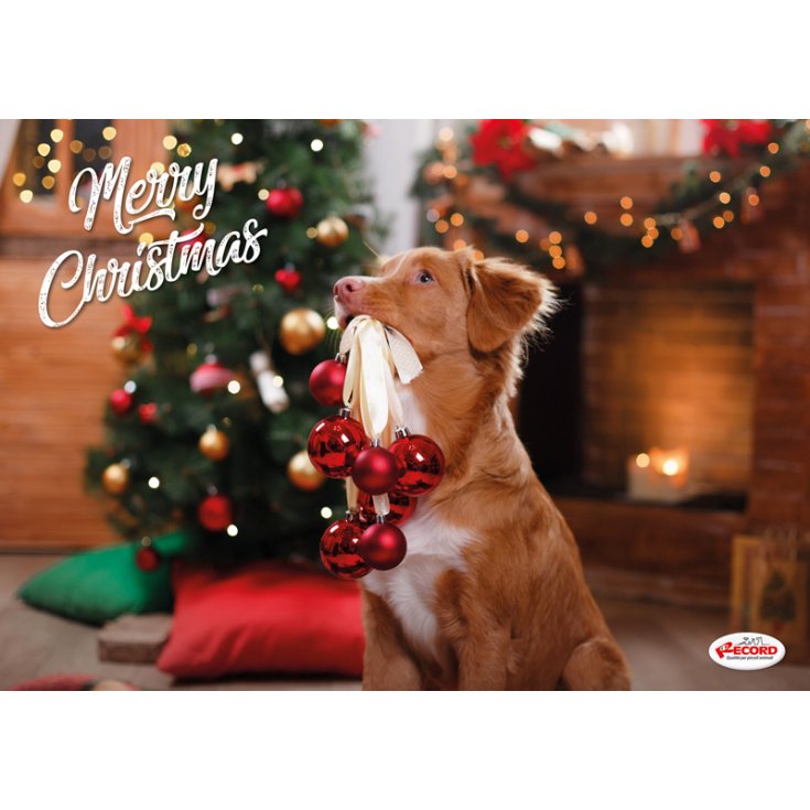 DOSSIERS DE NOËL TOV.SOTTOCIOT.CANI C/ANT