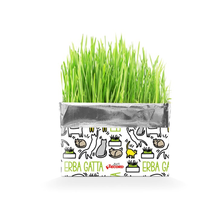 RECORD KATTY CATNIP EN ENVELOPPE 120 G